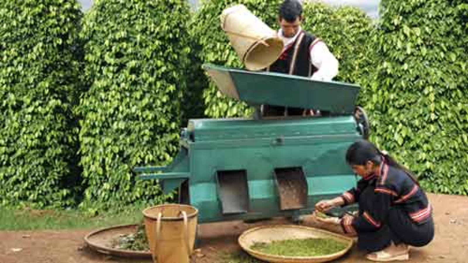 VPA expects pepper prices to soften