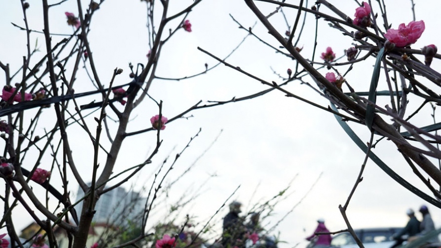 
        Buying peach flowering branches for Lunar New Year Festival
                              