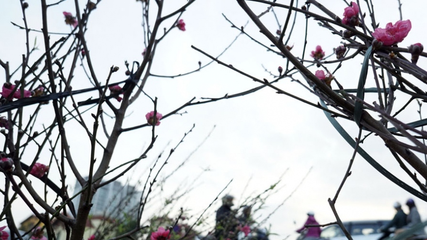 Buying peach flowering branches for Lunar New Year Festival