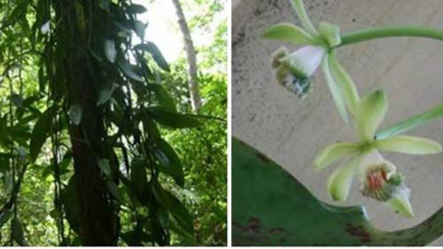 New flora species discovered in Khanh Hoa natural reserve