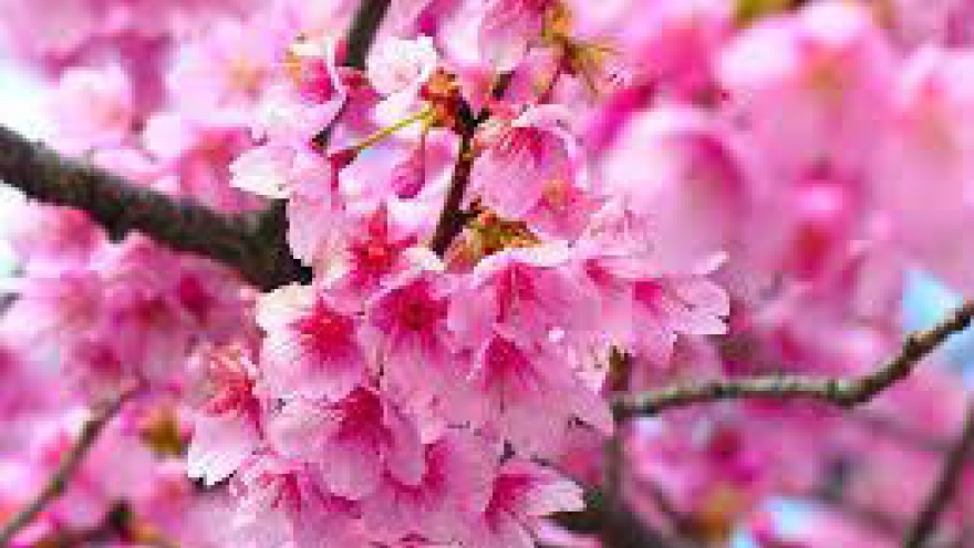 Cherry blossom festival in Quang Ninh