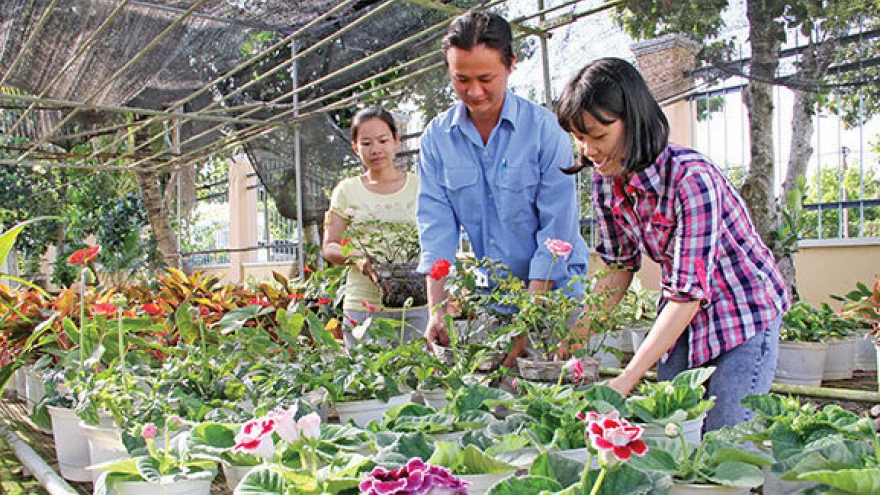 RoK supports Dong Thap’s flower plantation for export