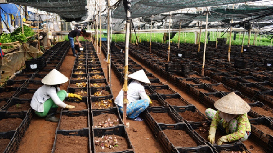 Flower growers prepare for Tet