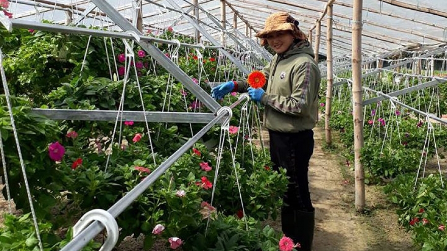 Gardeners in Duy Xuyen see profits soar from flower sell off ahead of Tet