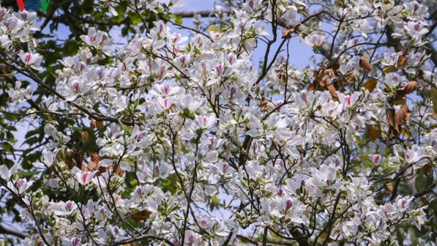 Ban flowers in Dien Bien prove popular among visitors 