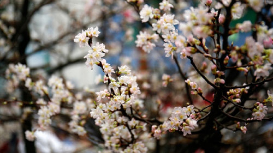 10,000 cherry blossoms celebrate Vietnam, Japan ties