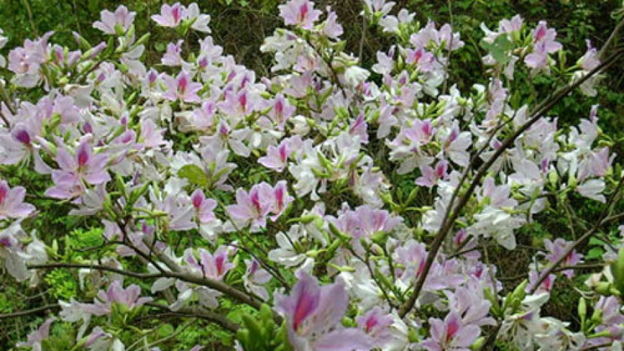 Dishes made from Bauhinia flowers in northwestern region