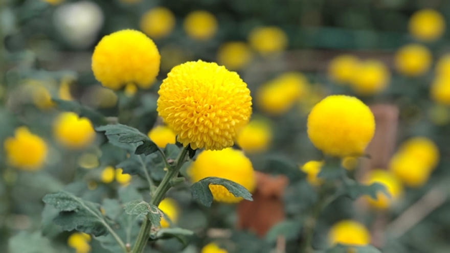 Visiting a Hanoi flower village in Da Lat