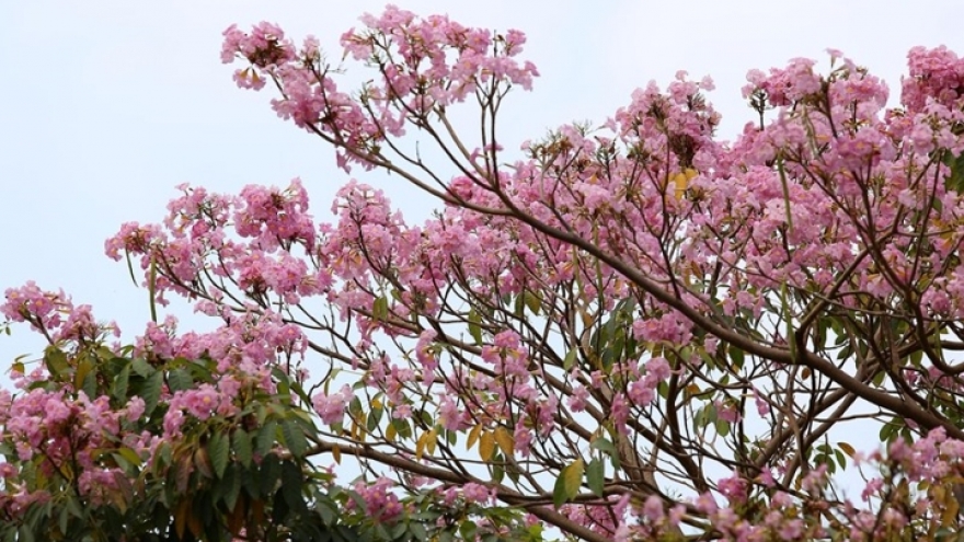 Stunning Tabebuia roses in full bloom in HCM City
