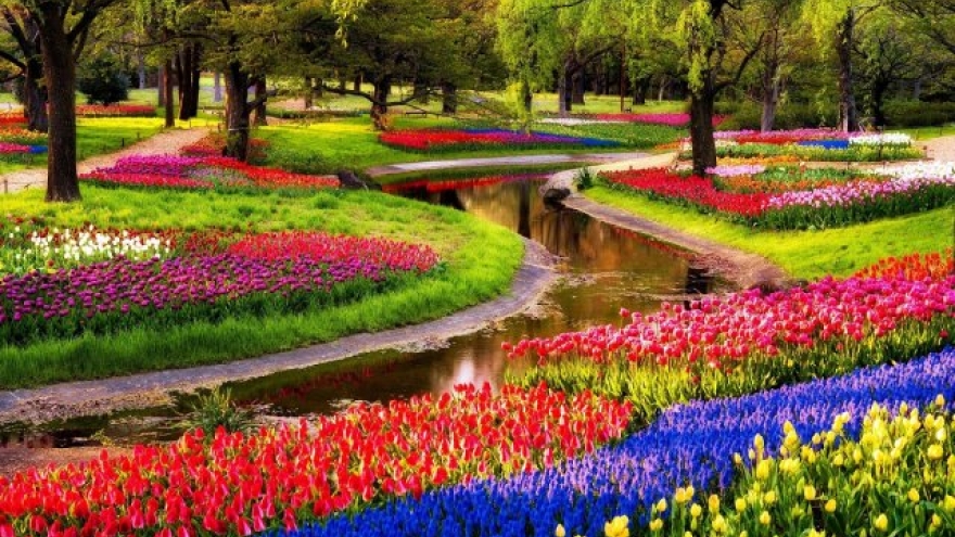 Hanoi to host tulip festival