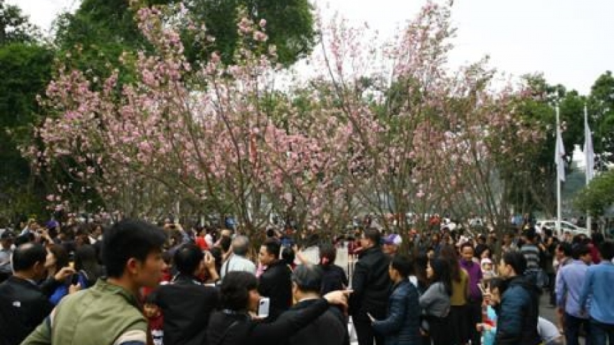 Japanese cherry flowers to be showcased in Hanoi