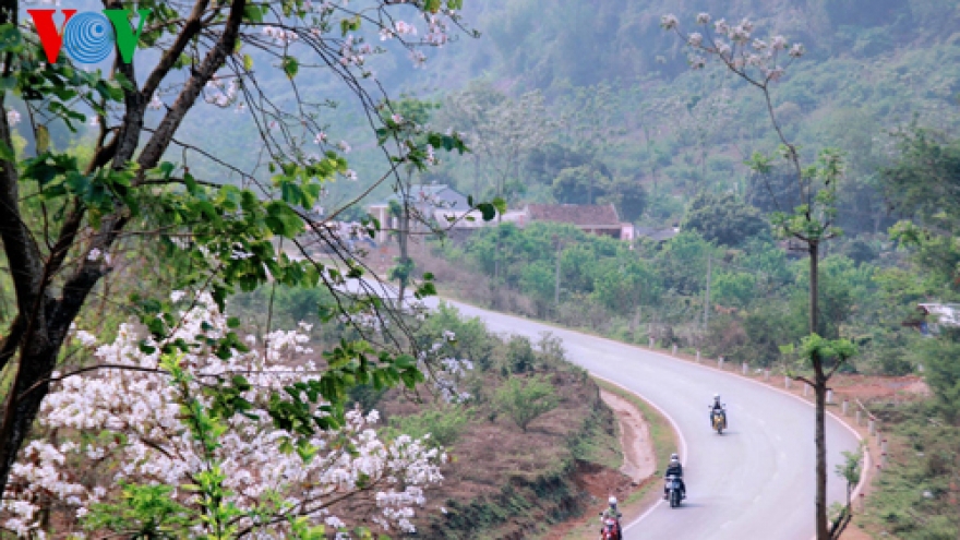 White Ban flowers in northwest in full bloom