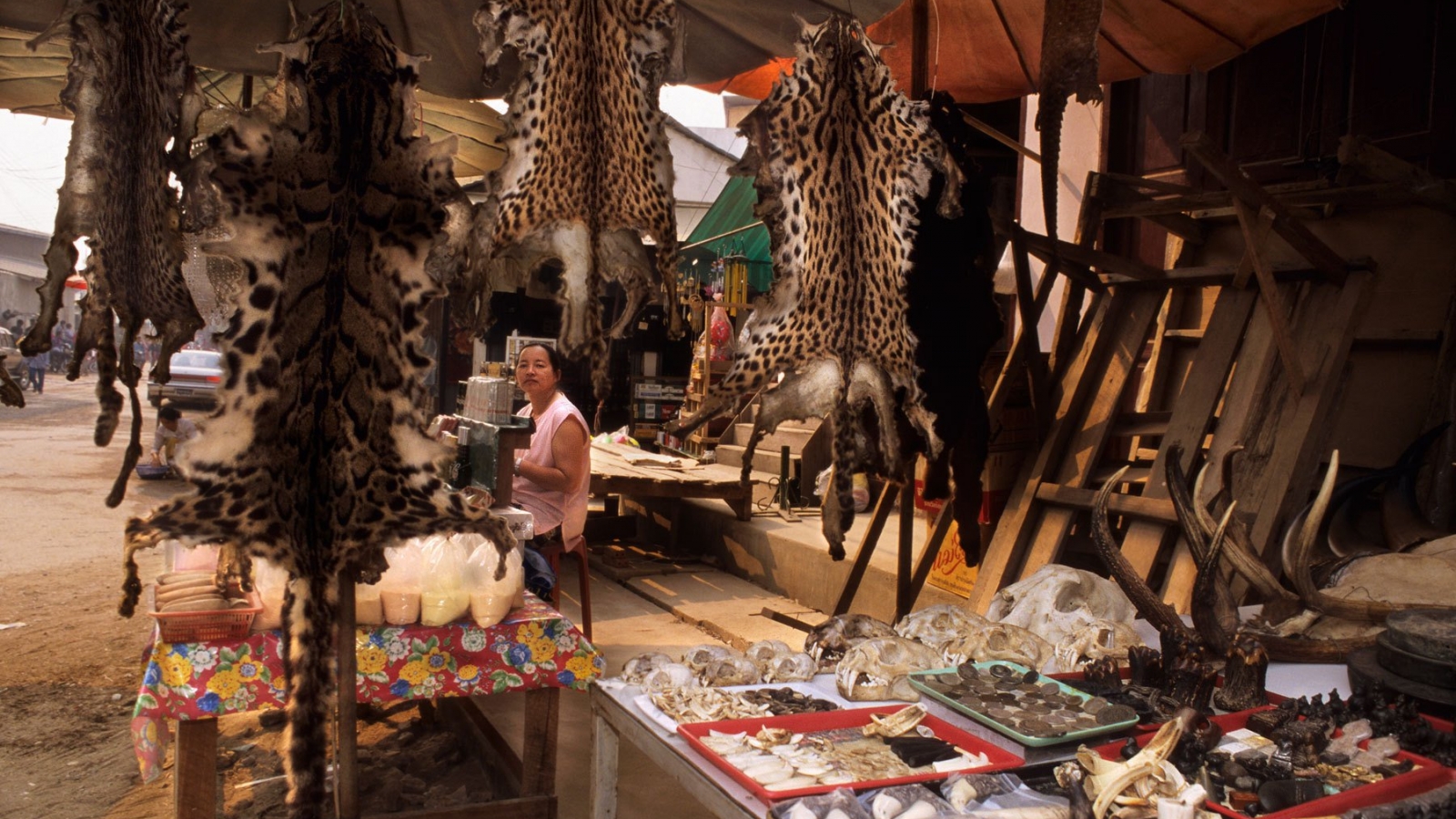 Vietnam proposes solutions to wildlife trade eradication
