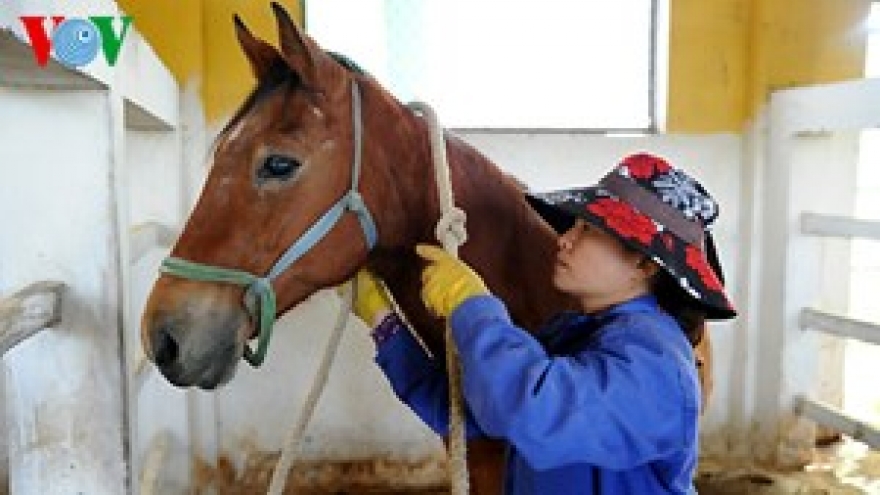 A tour of the biggest horse farm in the north