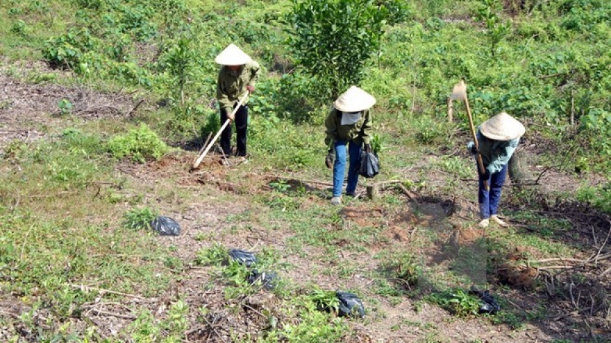 Thua Thien – Hue develops sustainable afforestation