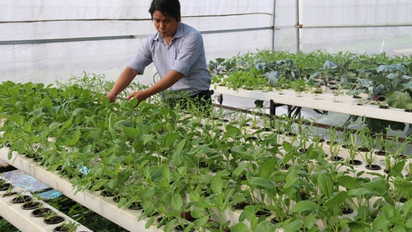 Quang Tri offers incentives for businesses investing in high-tech agriculture