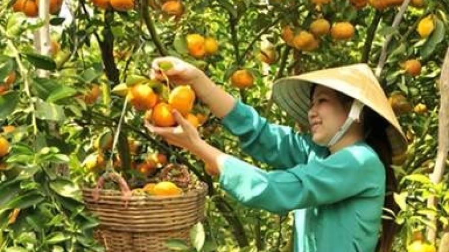 Thanh Hoa: women active in new-style rural area building