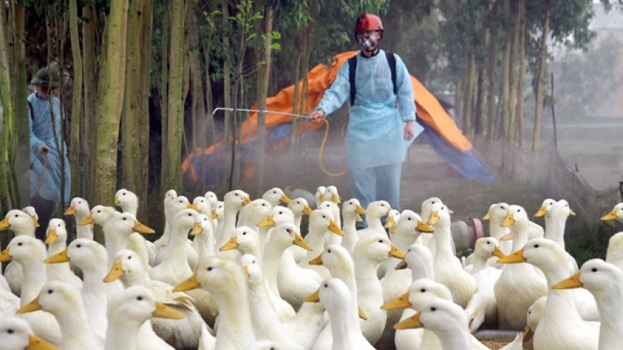 Ho Chi Minh City proactive against return of avian flu