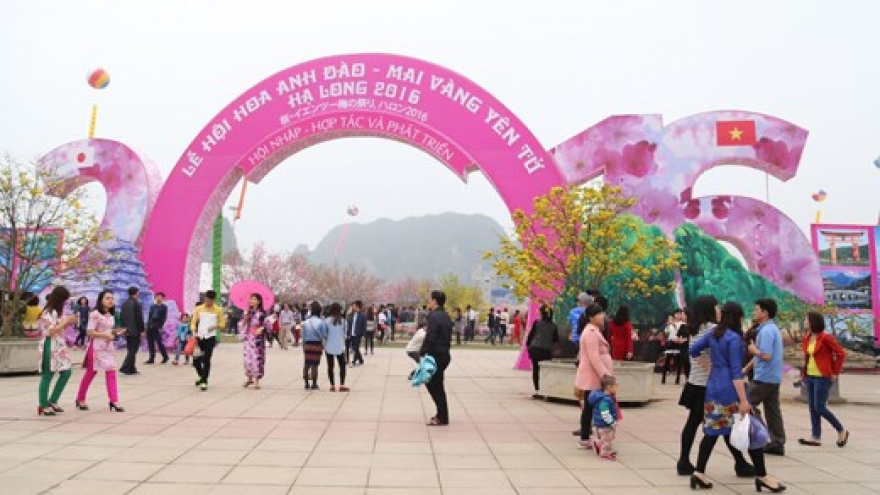 Quang Ninh to hold cherry blossom festival next month