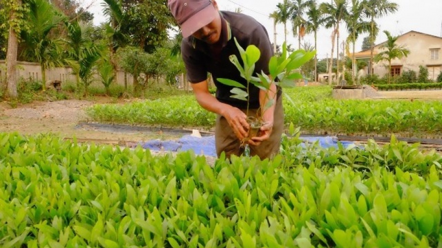 Vietnam strives to raise forest coverage to 45%