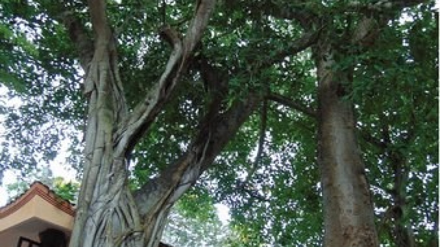 Vinh Long: Ancient trees receive historical relic status