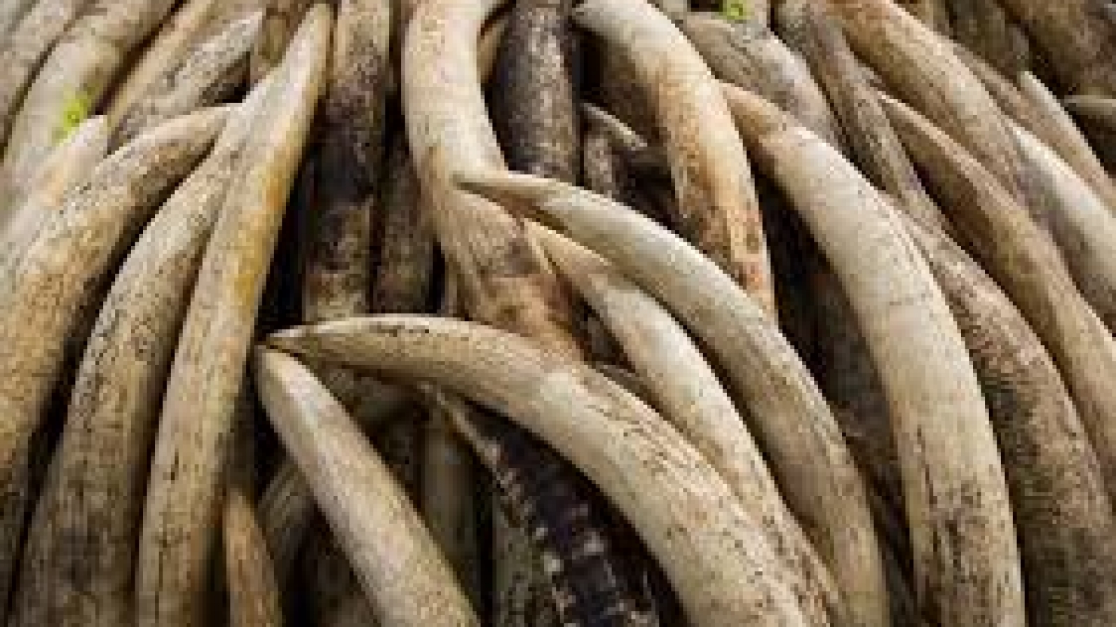 Vietnam presses charges against worker over African ivory smuggling