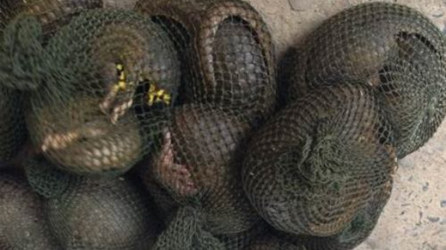 Police rescue 149 pangolins from trafficker in northern Vietnam