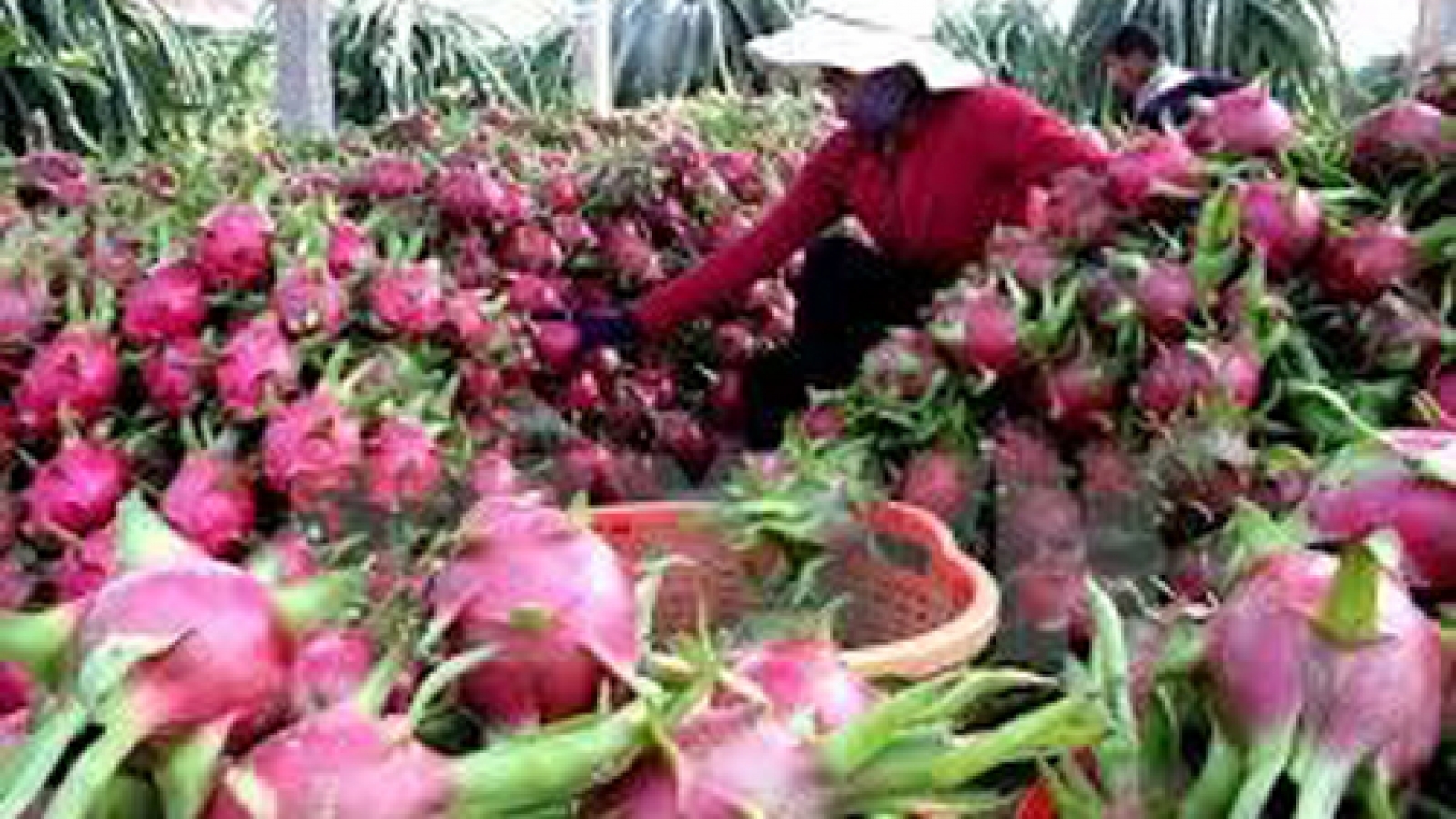 Dragon fruit needs more quality, diversity