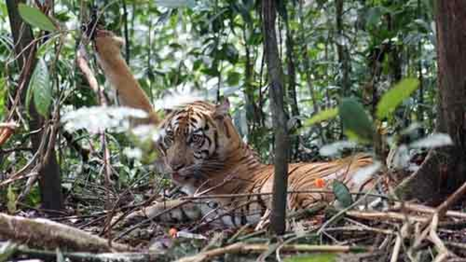Indonesia plans to increase jail time for wildlife poachers, traders