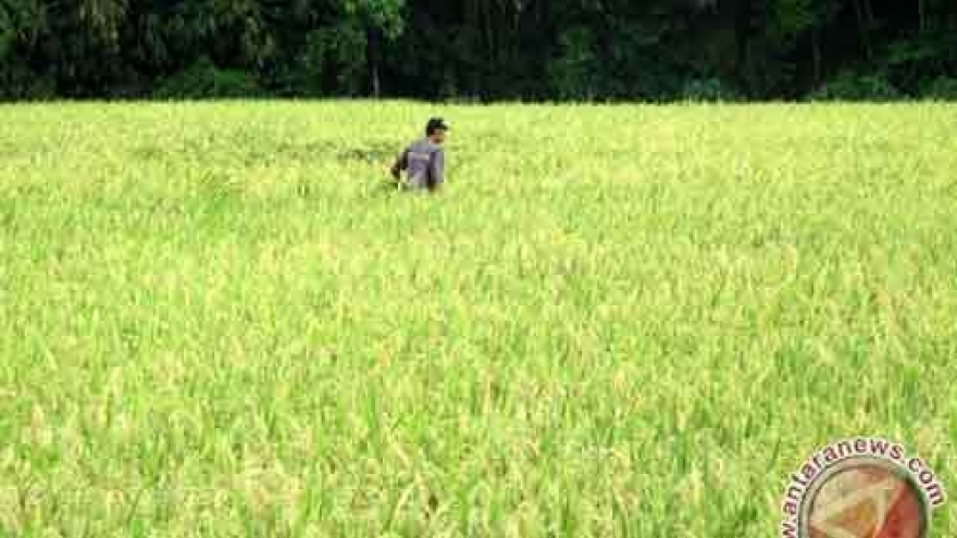 
        Indonesia targets to export rice to ten countries
                              