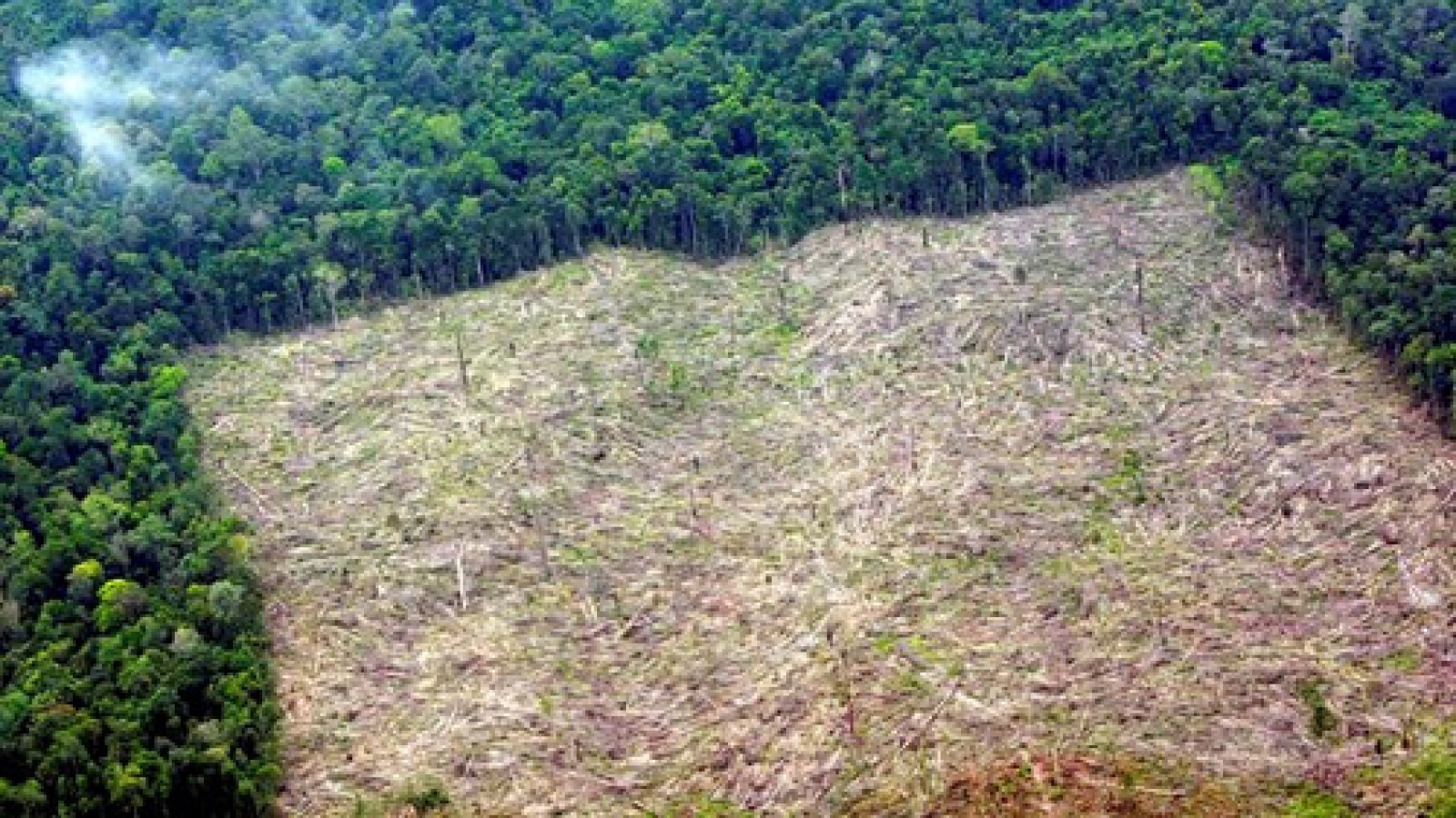 World Bank, Denmark support Indonesia’s forest management