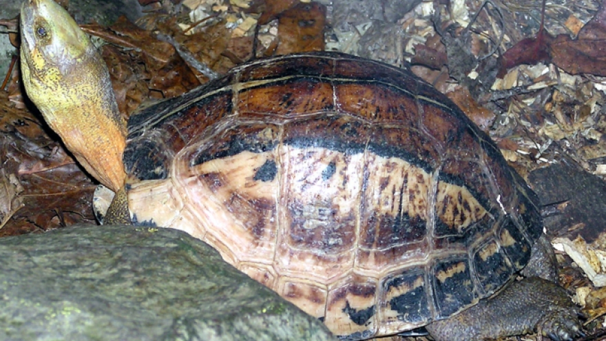 Three Vietnam turtle species move closer to extinction
