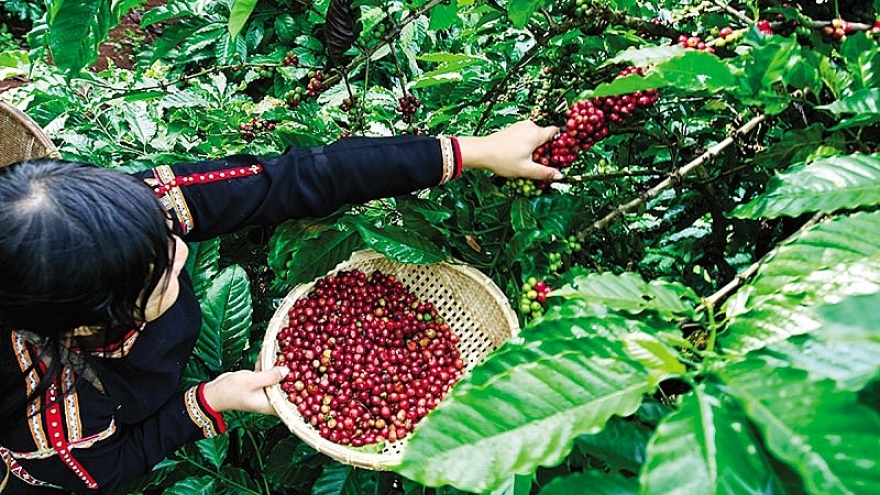 Indonesia craves Vietnamese coffee