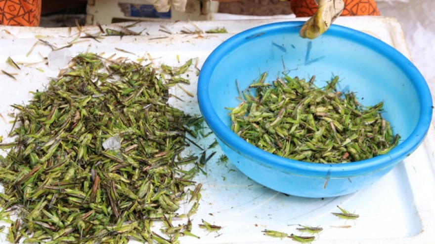 Visiting insect markets in Hoa Binh