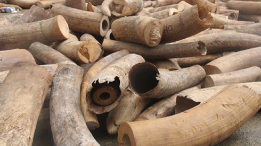 Saigon customs seize 1.3 tons of smuggled ivory