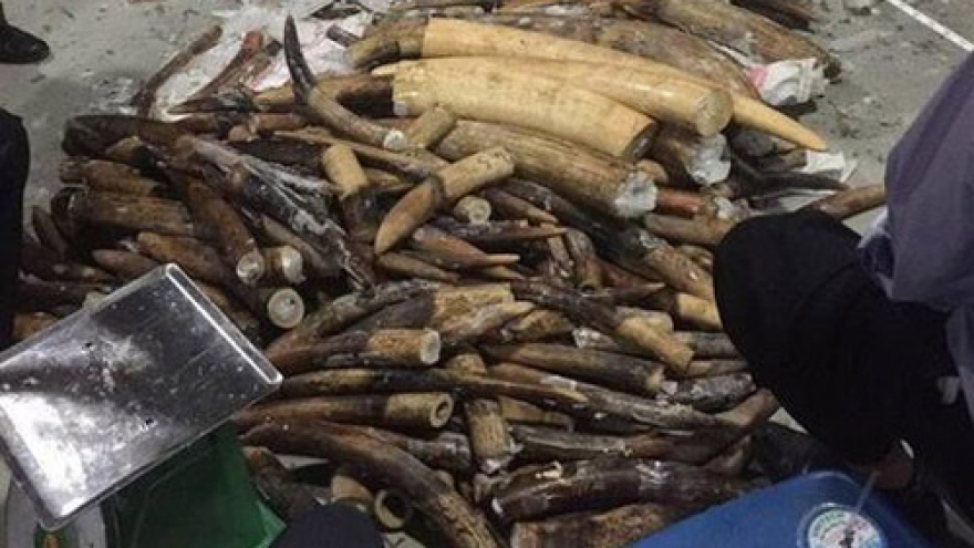 Another 500 kilos of African ivory seized in Vietnam