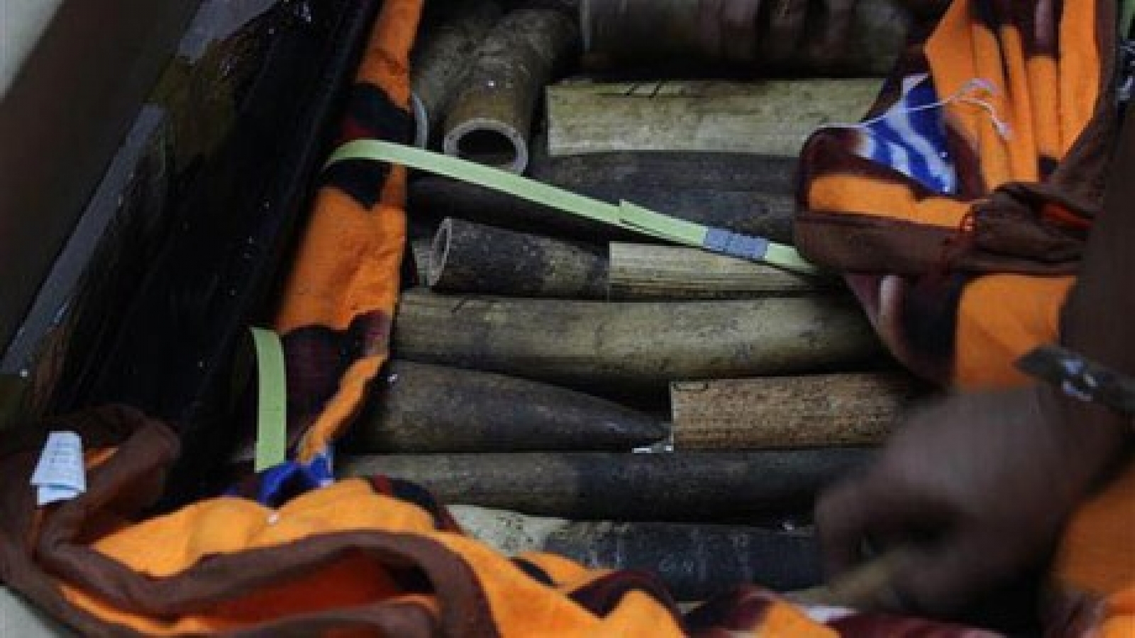 Nearly 100 kilogrammes of ivory seized at Hanoi airport