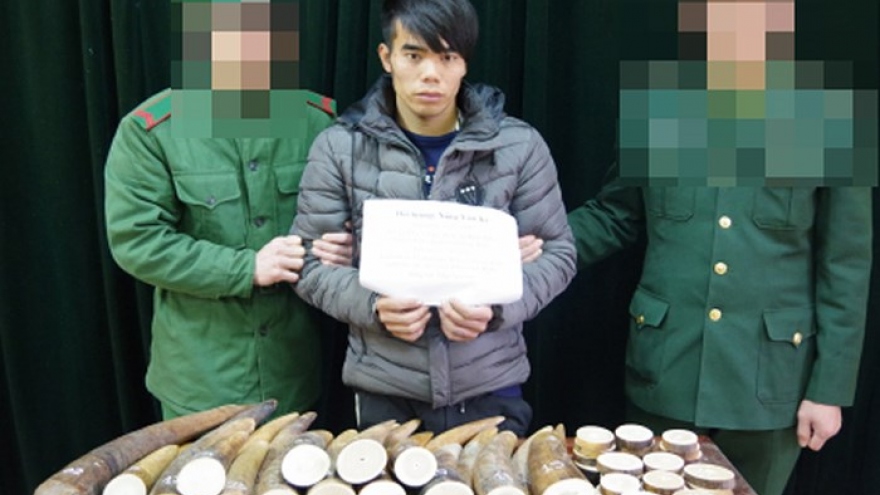 Cao Bang border guards seize 51 kg of smuggled ivory