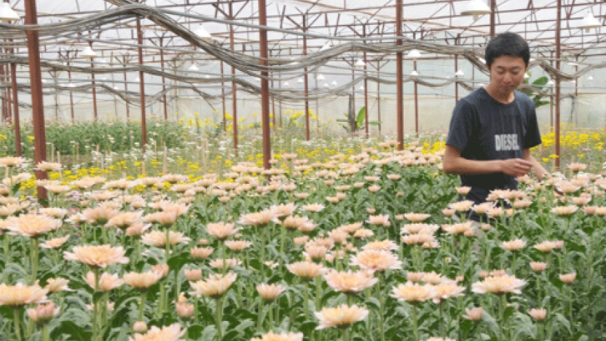 Pioneering Japanese florist from Da Lat City