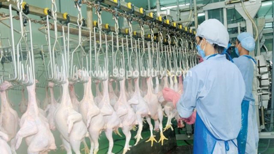 First Vietnamese company to export chicken to Japan