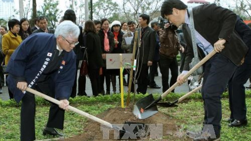 Hanoi grows more Japan-presented cherries