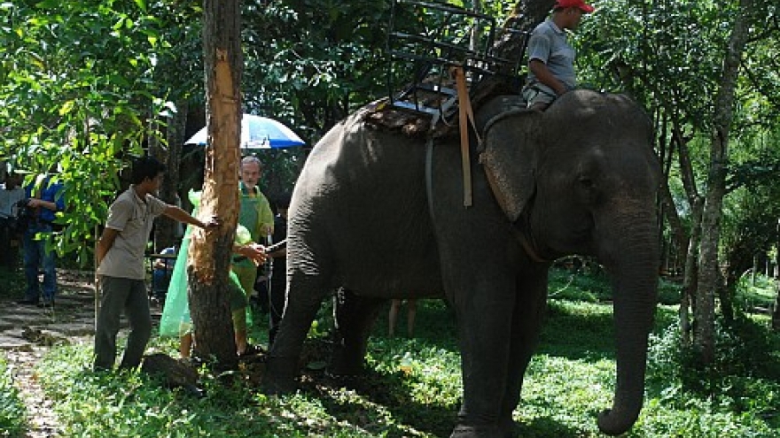 Vietnam uses ultrasound to determine virility of domestic elephants