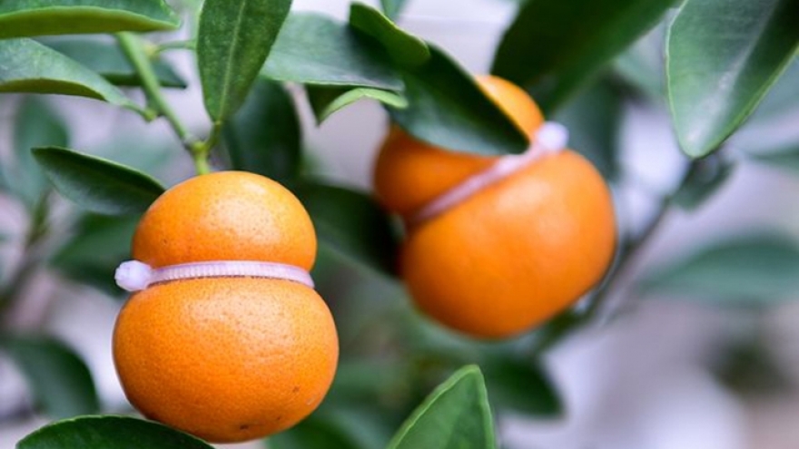 Unique kumquat trees in Hung Yen on sale before Tet