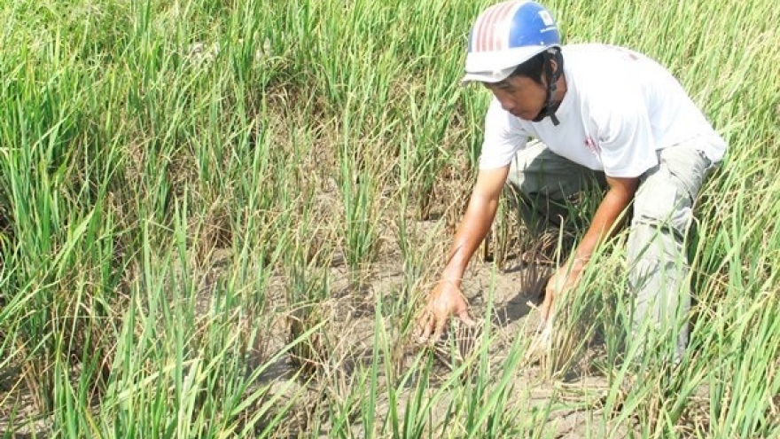 Drought causes loss of US$4 million in Khanh Hoa