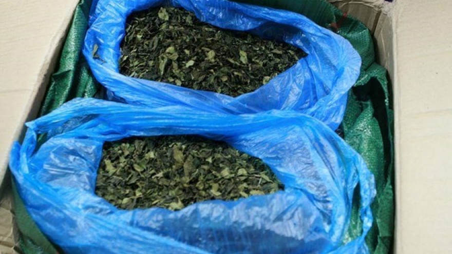 Nearly three tonnes of Khat leaves seized in Hai Phong port