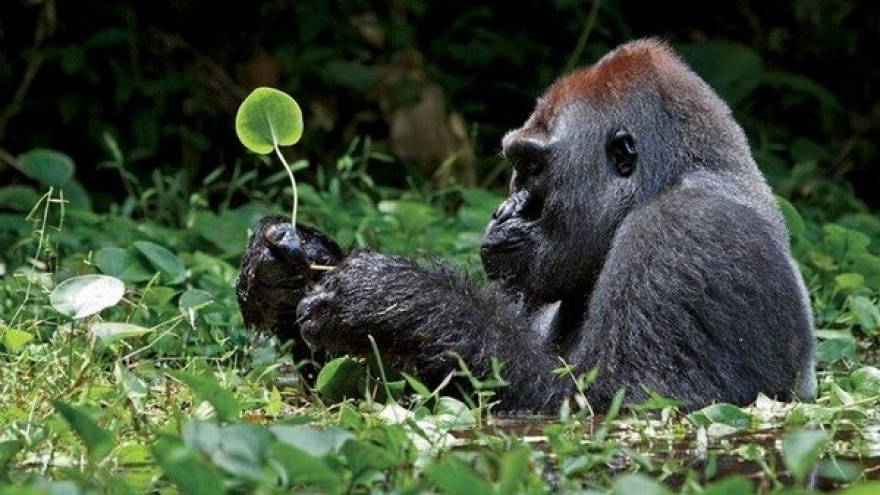 Action plan on primate conservation adopted