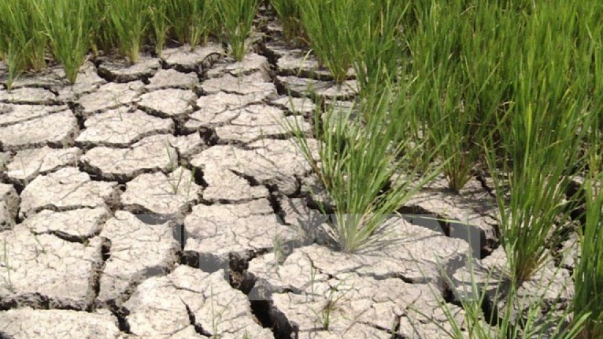 MARD gives financial support to drought, salinity recovery