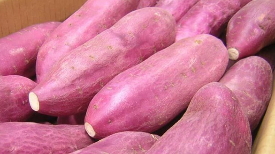 Singapore: Sweet potatoes grown in Vietnam are safe