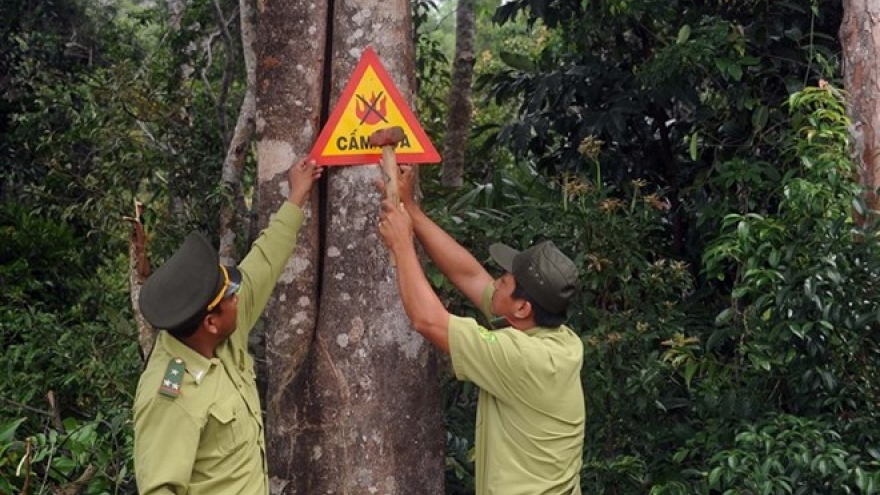 Sustainable forests project launched