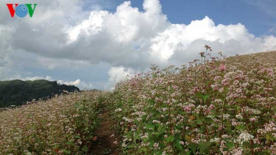 Blossoming fagopyrumes culentum in Bac Ha district 